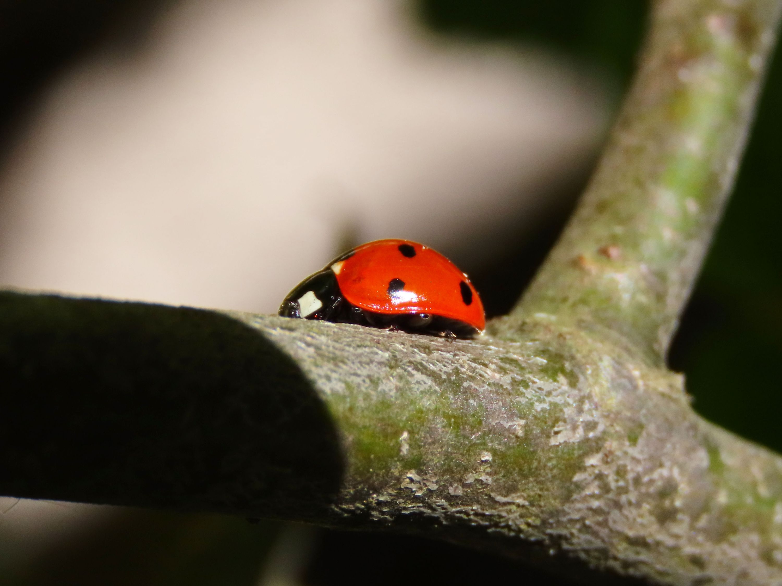 IMG_4658 za križovatkou